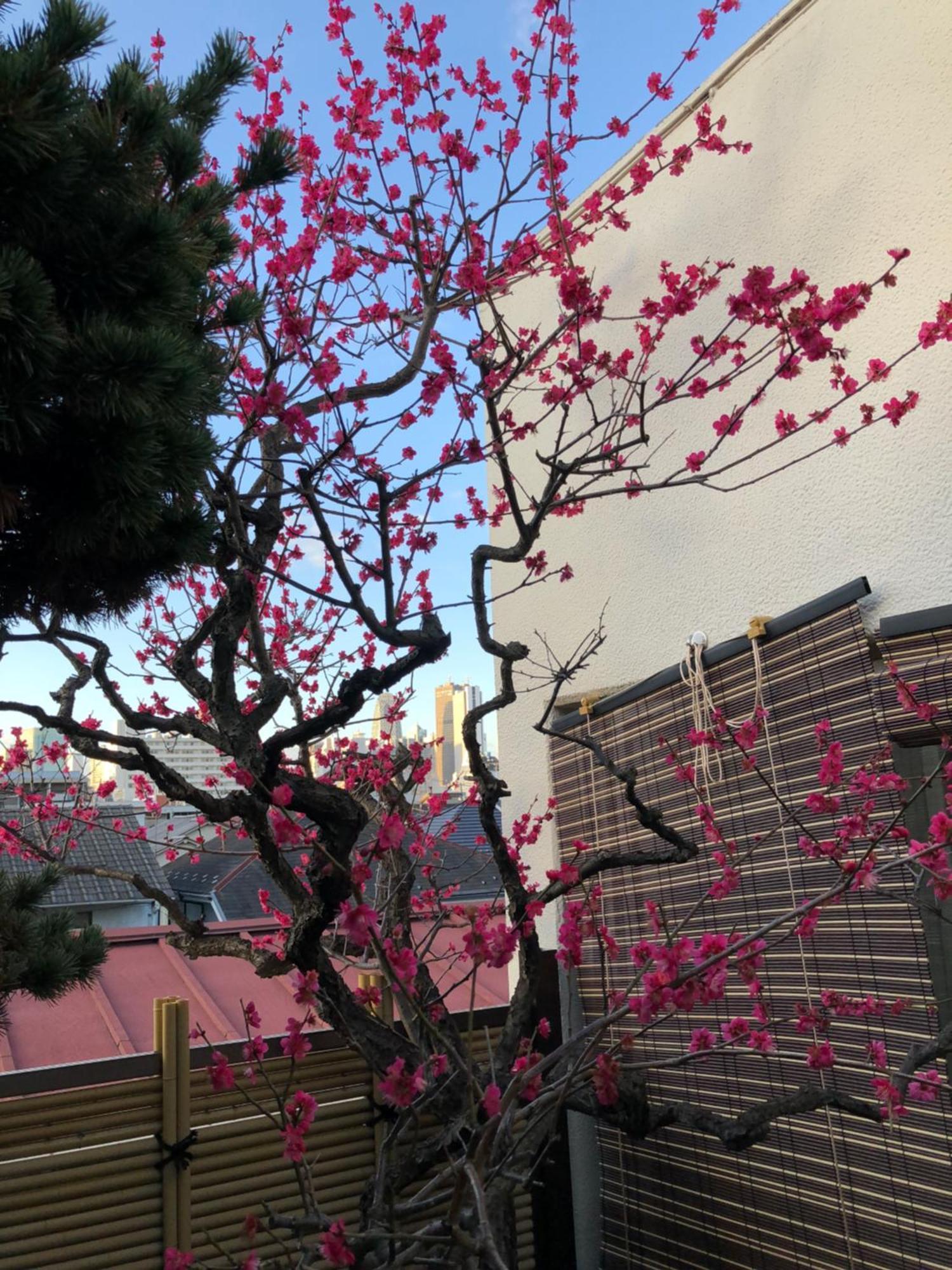 Shinjuku Shin-Okubo Japanese Style Inn Токио Экстерьер фото